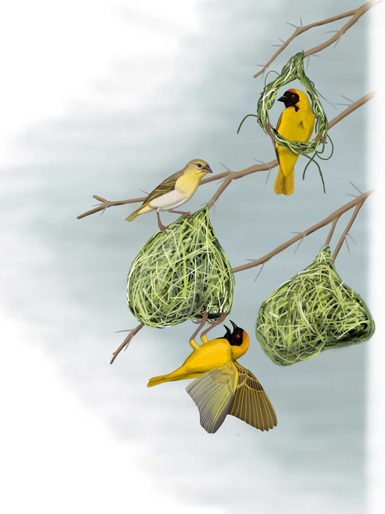 How To Draw A Weaver Bird Nest