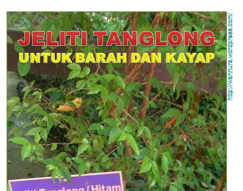 Ubat Tradisional Untuk Panau Hijriyah S