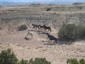 Wild horses CLOUD,BLM round-up,Wild horses horse slaughter