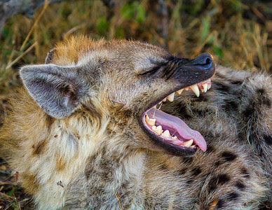 Hyena Yawn Hyena Yawn