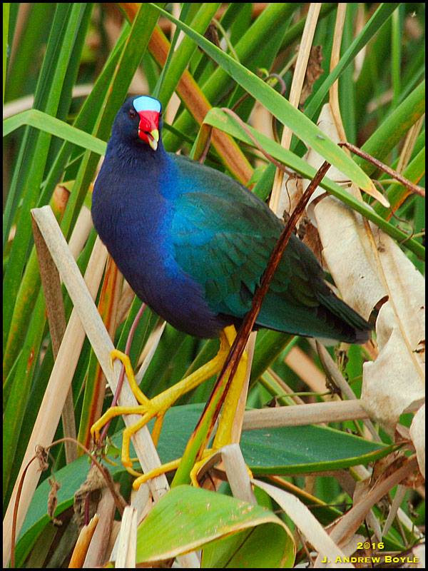 Purple Gallinule Purple Gallinule