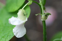 pea flower and baby pod