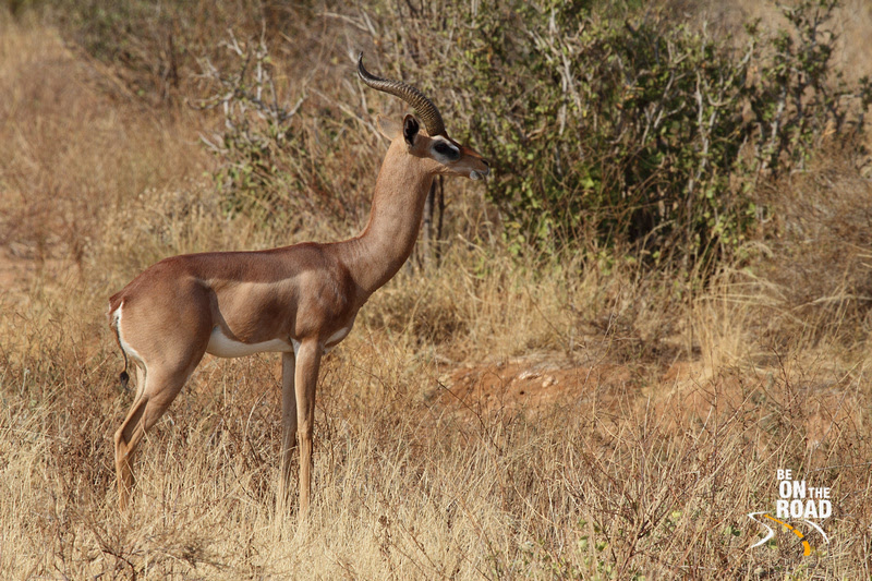 A Male Gerenuk at Samburu National Reserve