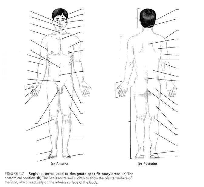 identifying human bones