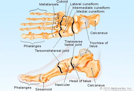 Leg Bone Diagram - Printable Human Skeleton Diagram Labeled Unlabeled