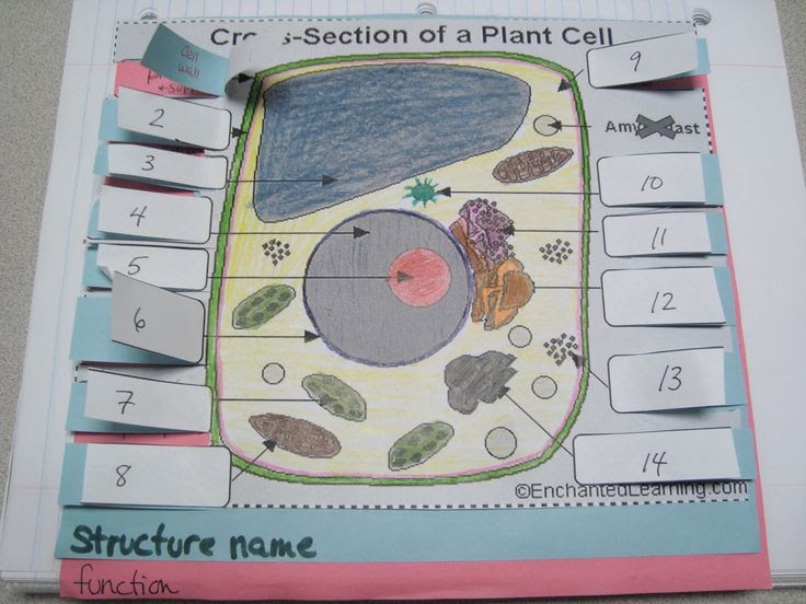 Animal Cell Model Diagram Project Parts Structure Labeled ...