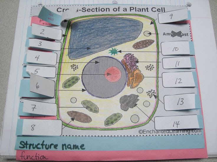 Animal Cell Model Diagram Project Parts Structure Labeled Coloring and