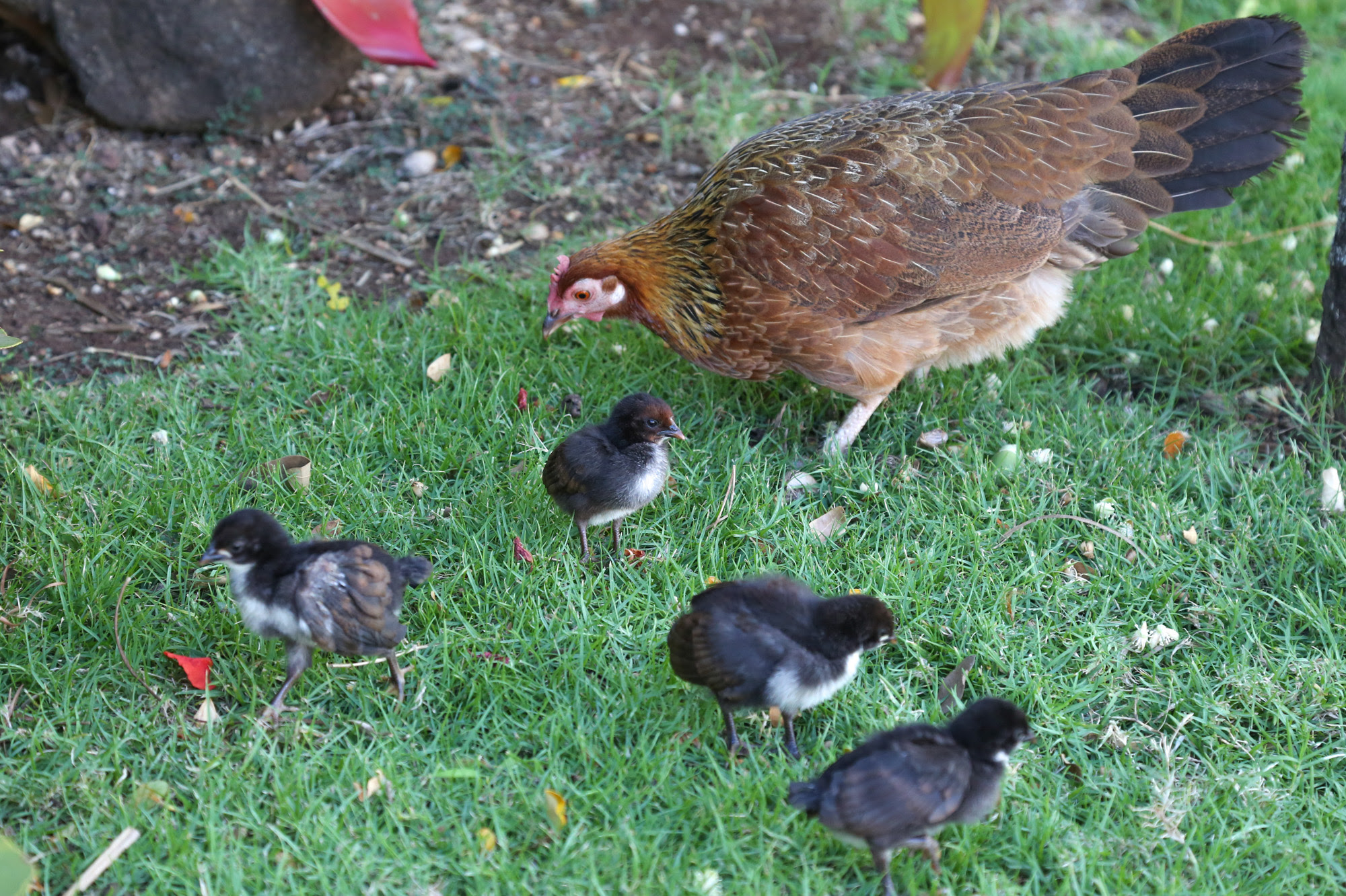 original_caughey-melissa-chickensinhawaii2
