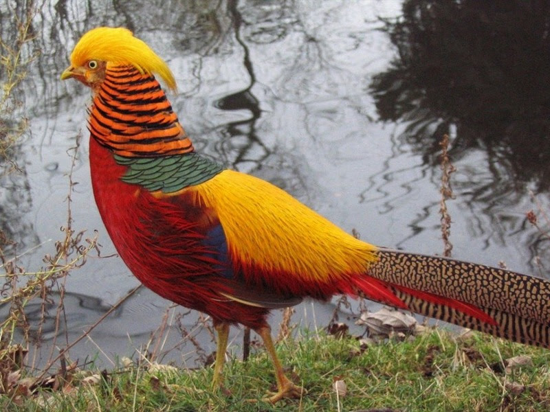 The most rare and beautiful birds in the world