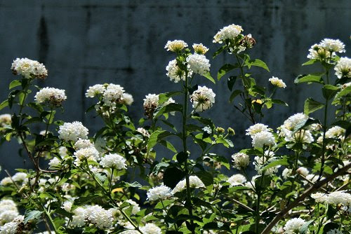 20100603-vs-9751