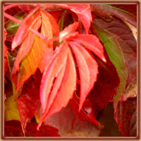 Autumn Leaf