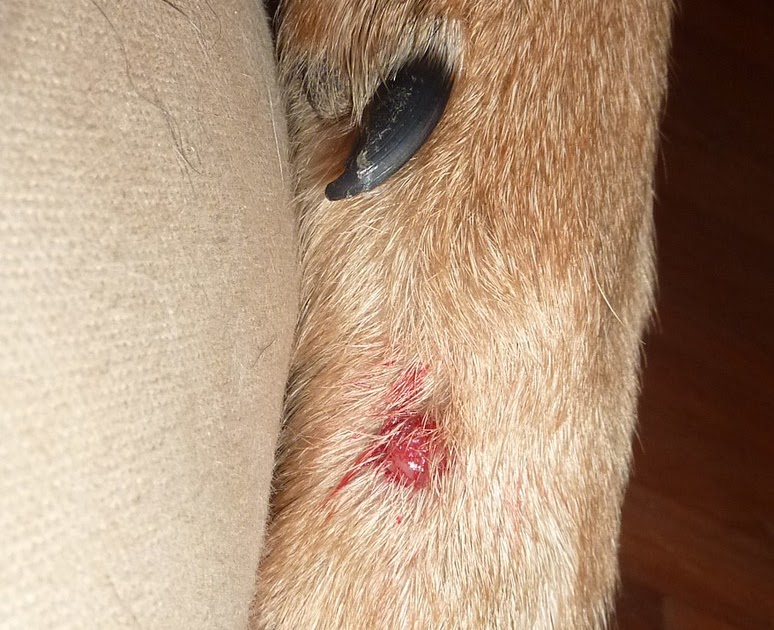 Blood Blister On Dog Skin Accorha