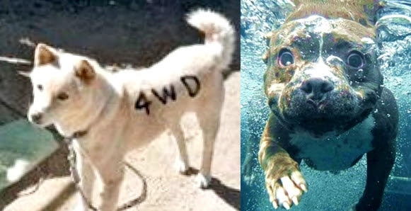 無料ダウンロード 4wd 犬 画像 がじゃなたろう