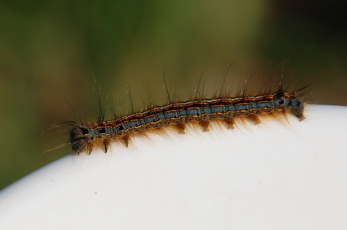 A very pretty caterpillar