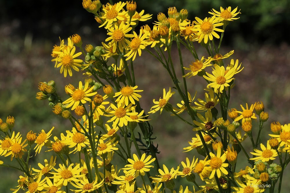 Image de Jaune: Fleur Jaune Sauvage Bord De Route