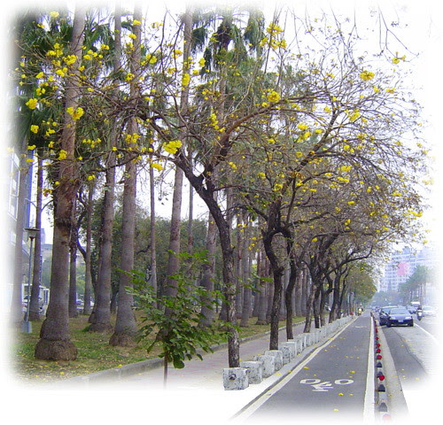 無限台南/黃花風鈴木