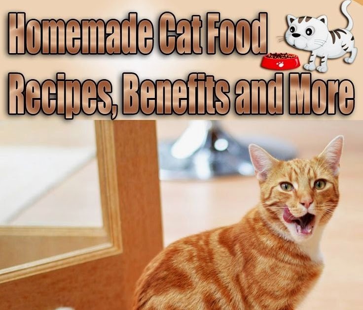 Homemade Cat Food Recipes For Urinary Problems New Food Recipes
