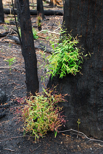 Beechworth bushfire, Victoria, Australia IMG_4904_Beechworth_Fire_2009
