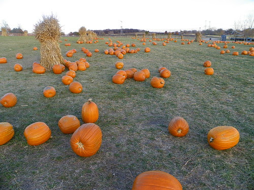 Bengstons Pumpkin Farm 2010