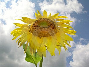 Sunflower 1 Stock Image Sunflower 1 Stock Image