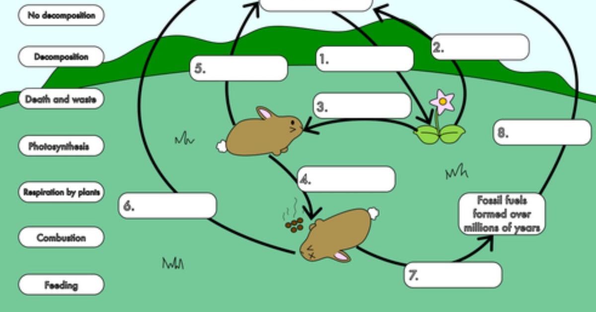 Water Carbon And Nitrogen Cycle Worksheet Color Sheet Answer - worksheet