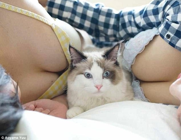 Cats and boobs are probably the two most popular things on the internet. Pictured here, a cat is overwhelmed by four boobs 