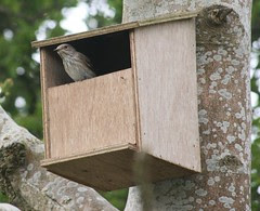 Spotted flycatcher