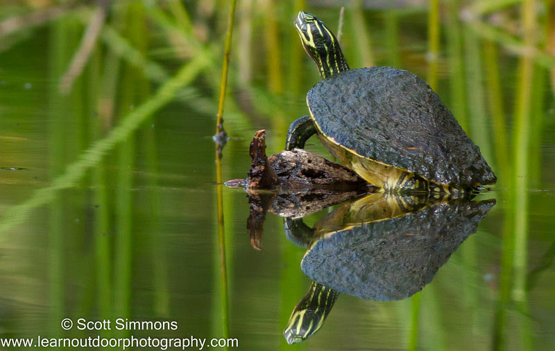 Photo & Video Sharing by SmugMug Photo & Video Sharing by SmugMug