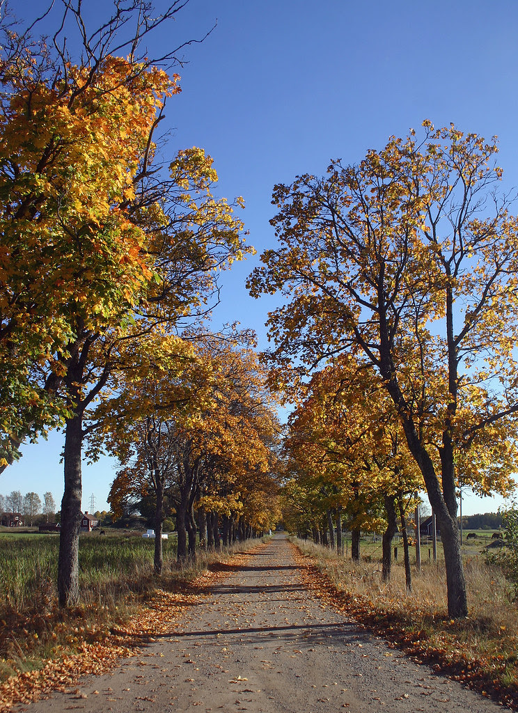 Autumn Avenue