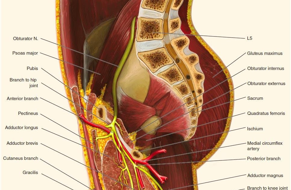 Groin Muscles Diagram / Inner Thigh Muscle Anatomy - Anatomy Drawing