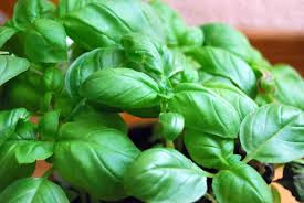 11 Plants That Repel Mosquitoes