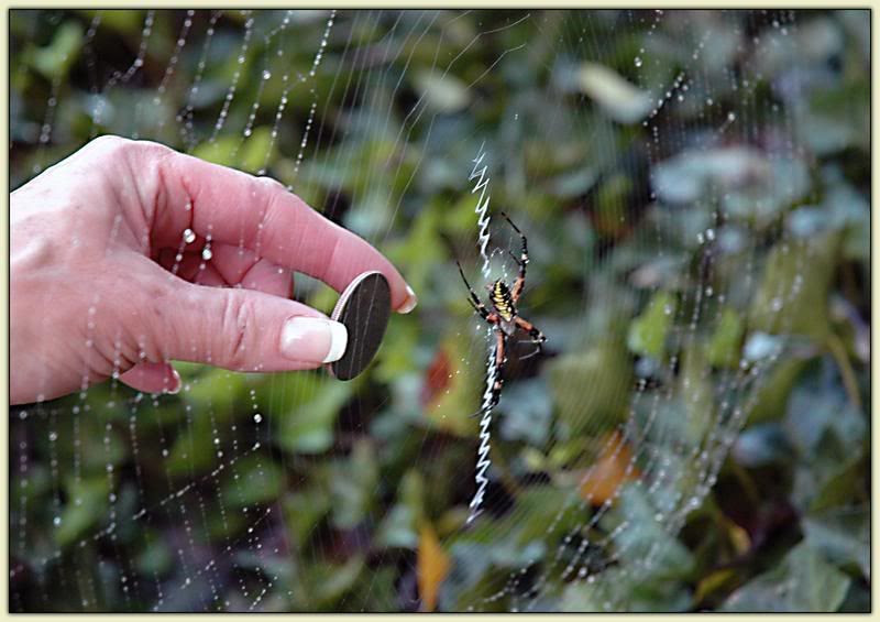 Boris the Spider - Huge!