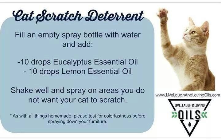 Essential Oils To Deter Cats From Scratching Furniture ...