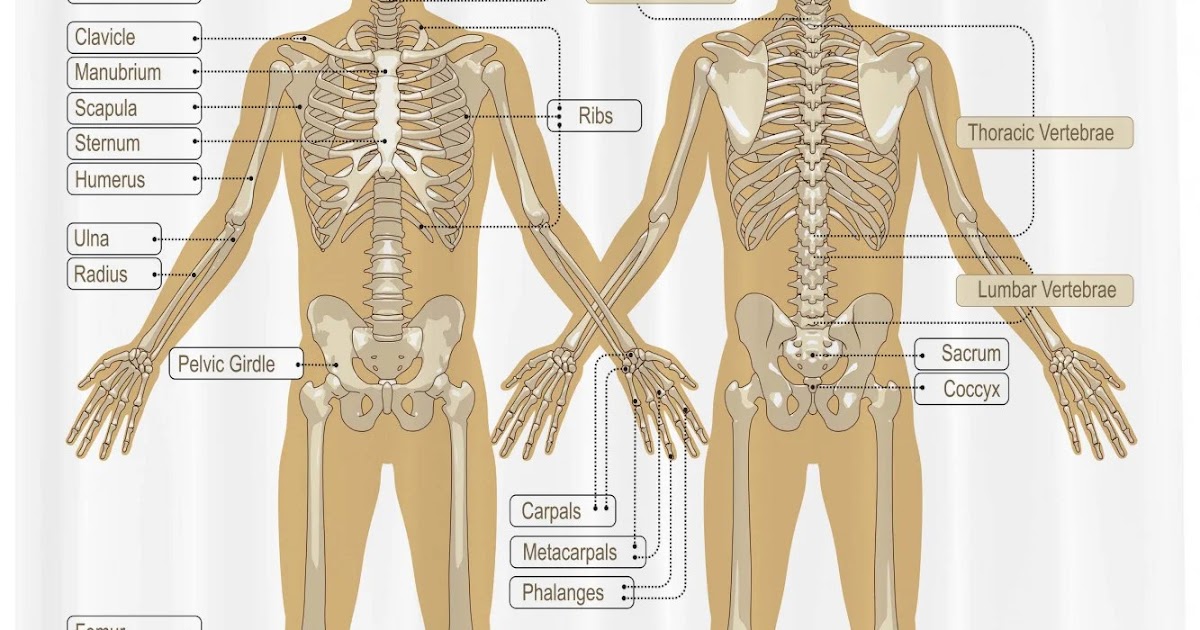 A Diagram Of Joints And Bones In The Human Body Infographic Diagram