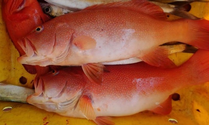 Harga Ikan Kerapu Di Malaysia - Terpukul Pandemi Harga Ikan Kerapu Di