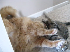 Tussling