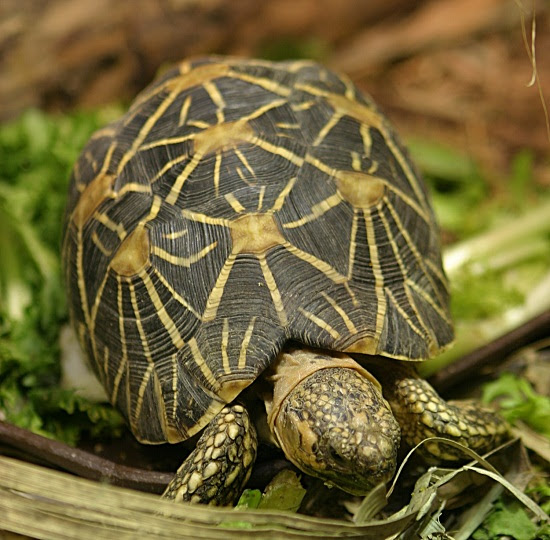 Indian Star Tortoise Facts and Pictures Reptile Fact