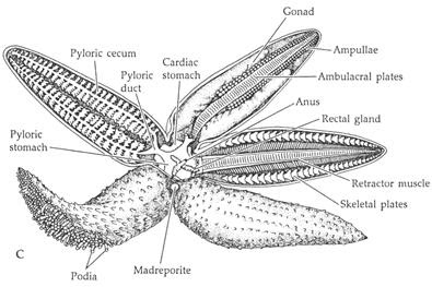 Internal Anatomy Of A Starfish Labeled