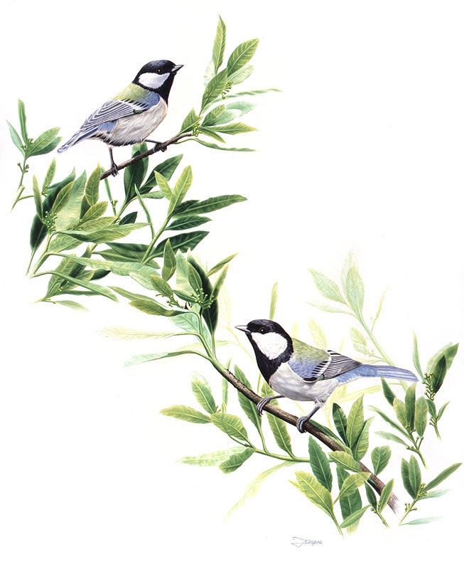 無料イラスト画像 綺麗な鳥 リアル イラスト