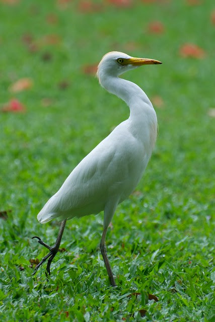 bird