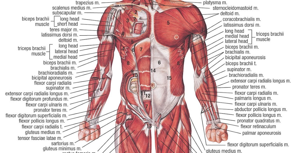 Diagram Of Body Muscles And Names : Need to know the very muscle of