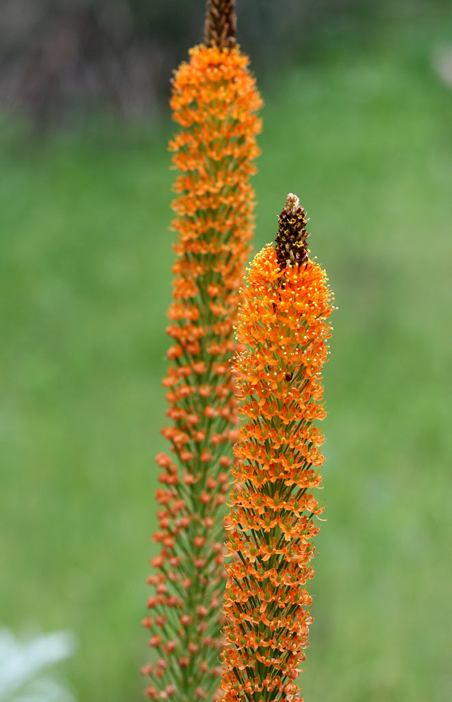 bulbinella_latafolia_doleritica