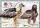 Bearded Vulture Gypaetus barbatus Bearded Vulture Gypaetus barbatus