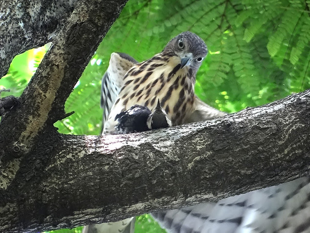 鳳頭蒼鷹/無限台南