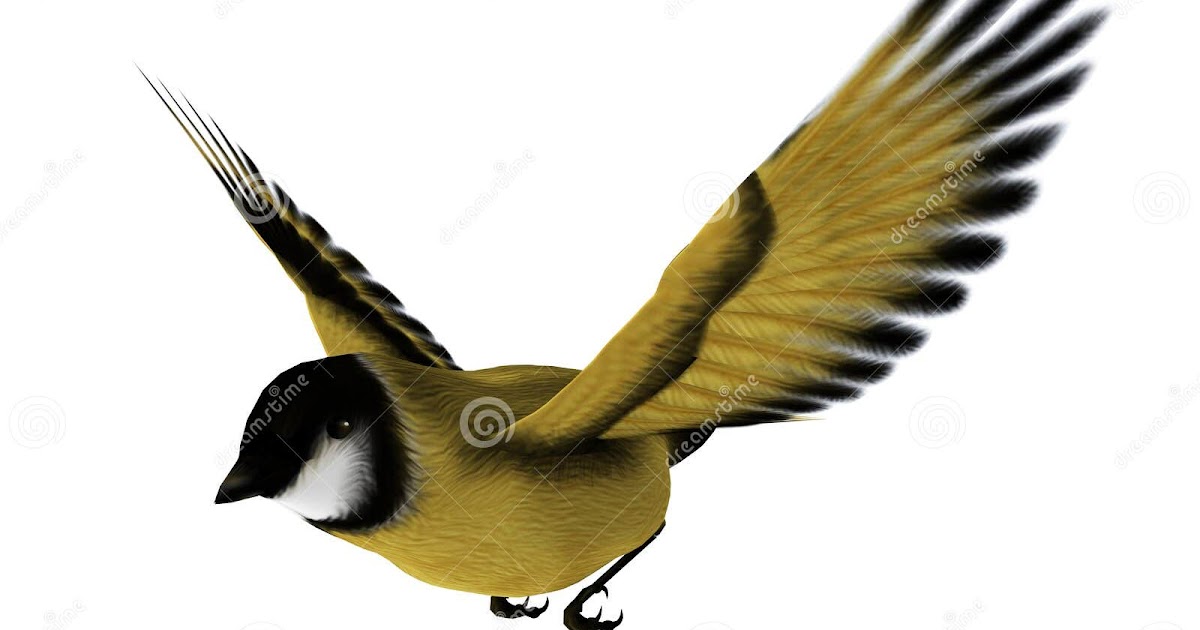 project-working-goldfinch-birdhouse-plans-free