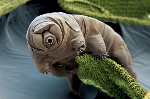 tardigrade ile ilgili görsel sonucu
