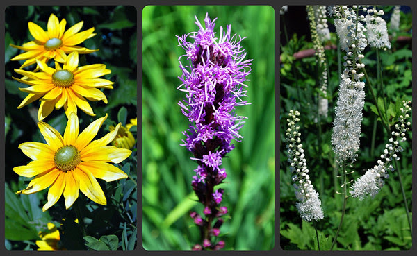 Flower collage from Bridge of Flowers