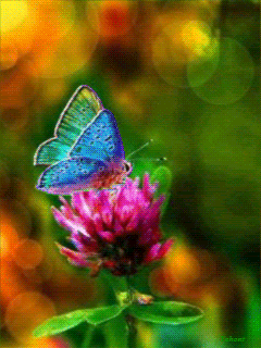 Радужная бабочка на клевере