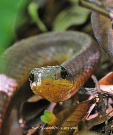 snake