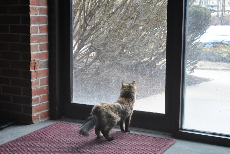 small tortie cat looking out glass door to the outside